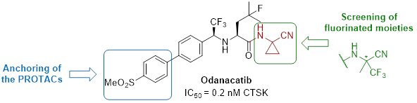 cthepsin k